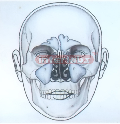 HUMAN FACE MODEL FOR MEDIAN OF NOSE